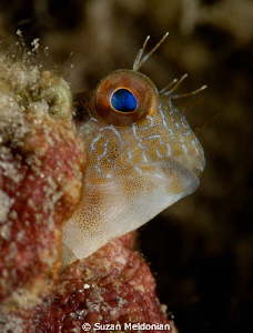 Blenny by Suzan Meldonian 